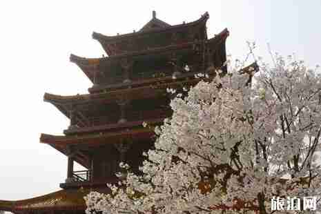 南充哪里可以看櫻花