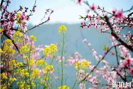 寧波哪里看桃花 寧波哪里看桃花