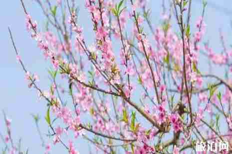 2019成都龙泉驿桃花节时间+地点+活动攻略