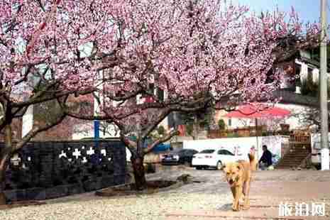 2019成都龍泉驛桃花節(jié)時(shí)間+地點(diǎn)+活動(dòng)攻略
