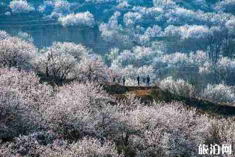 2019沂水諸葛杏花節活動攻略
