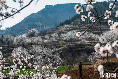 2019沂水諸葛杏花節活動攻略