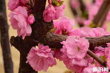 安陽賞花的地方推薦 安陽賞花的地方推薦