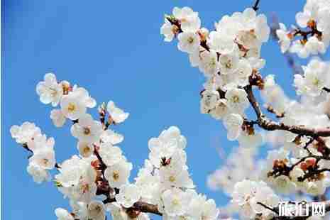 2019伊犁杏花節什么時候+地點+活動攻略