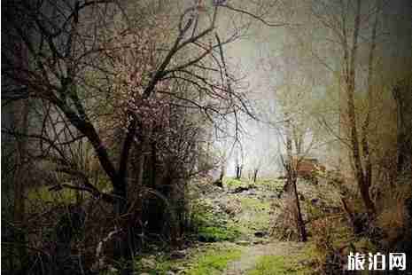 2019伊犁杏花節什么時候+地點+活動攻略