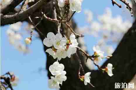 2019伊犁杏花節什么時候+地點+活動攻略
