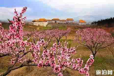  安徽蚌埠賞花地點推薦
