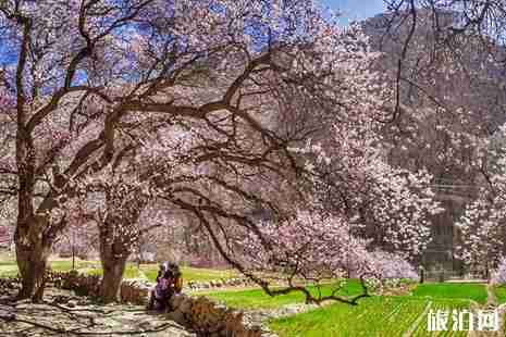 2019帕米爾杏花溝最佳時(shí)間+交通+游玩攻略 2019帕米爾杏花溝最佳時(shí)間+交通+游玩攻略