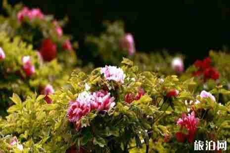 2019菏澤牡丹節交通管制信息+交通攻略+停車收費標準 2019菏澤牡丹節交通管制信息+交通攻略+停車收費標準