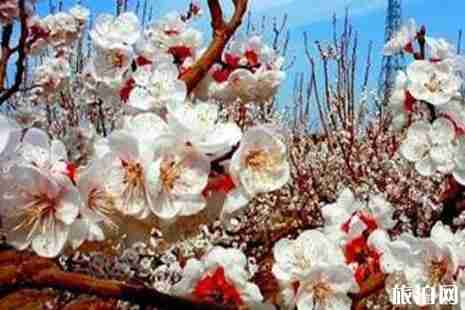 2019托克遜杏花節活動攻略 2019托克遜杏花節活動攻略