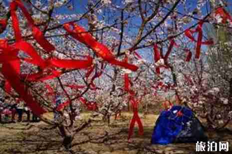 2019托克遜杏花節活動攻略 2019托克遜杏花節活動攻略