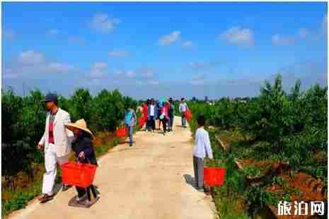 2019武漢新洲三店街桃花節3月18日開啟 2019武漢新洲三店街桃花節3月18日開啟