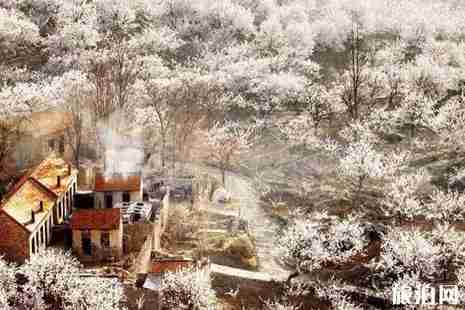 2019舊寨鄉杏花節時間+地點+活動介紹 2019舊寨鄉杏花節時間+地點+活動介紹