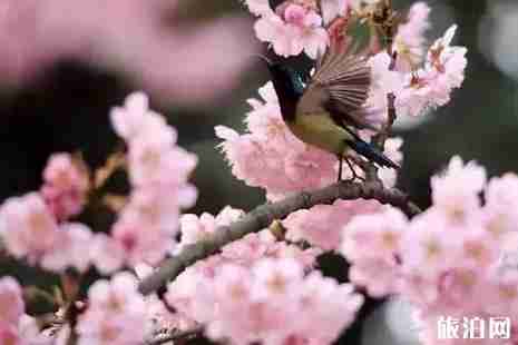 2019長沙植物園櫻花節(jié)什么時候+票價+賞花時間表