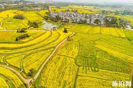 2019高淳金花節3月23日開啟 附活動事項