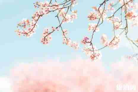 上海哪里的櫻花樹大 上海哪里可以看櫻花