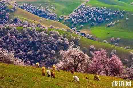 新疆杏花哪里最好看+花期+交通 新疆杏花哪里最好看+花期+交通