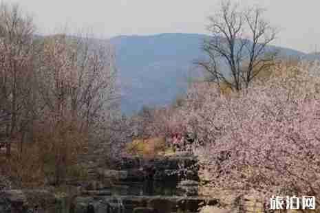 2019北京植物園桃花節時間+門票+交通+介紹