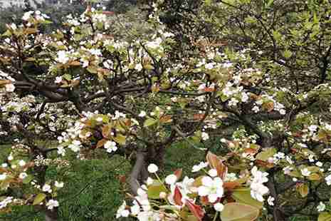 2019四川宜賓長寧佛來山梨花節(jié)3月20日開啟