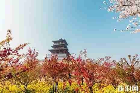 2019滎陽古柏渡黃河櫻花節 門票+賞櫻攻略