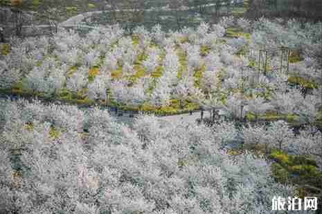 2019滎陽古柏渡黃河櫻花節 門票+賞櫻攻略