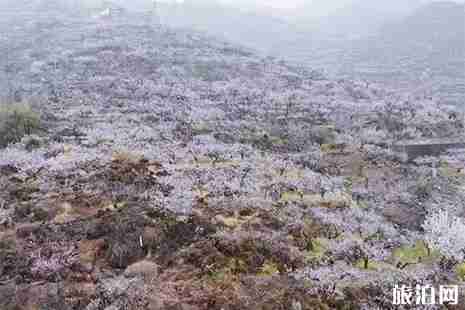 2019普定梭篩湖桃花島賞桃花攻略