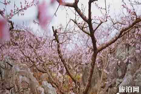 2019普定梭篩湖桃花島賞桃花攻略