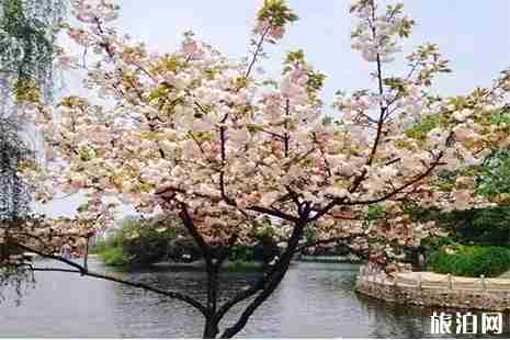 撫州賞花好去處 附撫州賞花地圖