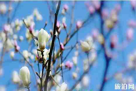 撫州賞花好去處 附撫州賞花地圖