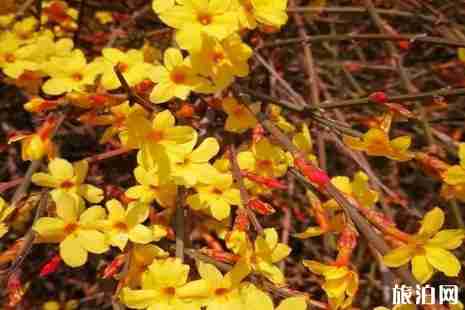 2019石景山賞花攻略