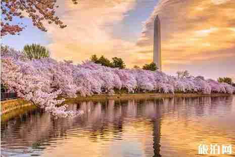 2019美国樱花季节旅游攻略 2019美国樱花季节旅游攻略