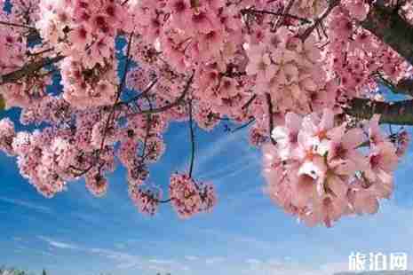 2019美国樱花季节旅游攻略 2019美国樱花季节旅游攻略