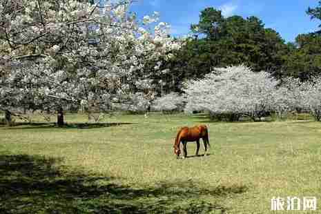 2019美国樱花季节旅游攻略 2019美国樱花季节旅游攻略