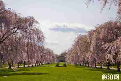 2019美国樱花季节旅游攻略 2019美国樱花季节旅游攻略