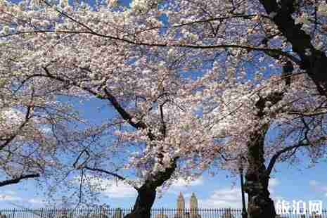 2019美国樱花季节旅游攻略 2019美国樱花季节旅游攻略