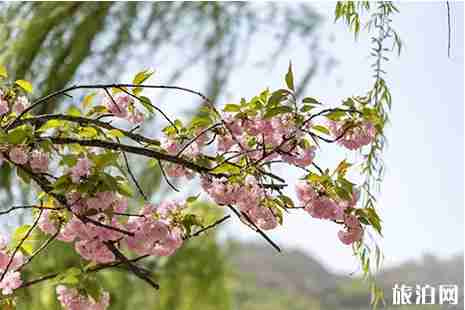 2019孟津黄河小浪底樱花节 门票+赏花攻略 2019孟津黄河小浪底樱花节 门票+赏花攻略