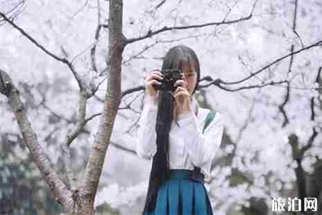 2019扬州甘泉樱花节 时间+赏樱攻略 2019扬州甘泉樱花节 时间+赏樱攻略