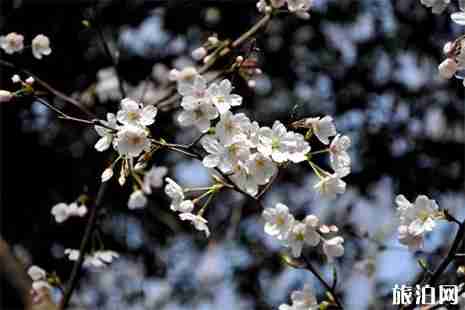 2019武大两周周末以及清明节期间临时交通管制 2019武大两周周末以及清明节期间临时交通管制