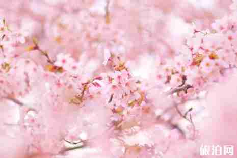 武汉大学樱花预约2019链接+赏樱路线 武汉哪里有樱花