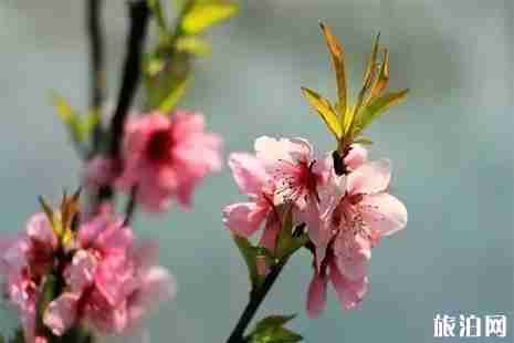 2019常州雪堰桃花节 地址+赏桃攻略