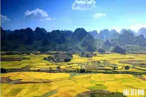 近期贵州哪些地方花开了2019