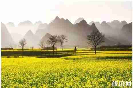 近期贵州哪些地方花开了2019