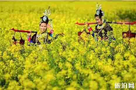 近期贵州哪些地方花开了2019