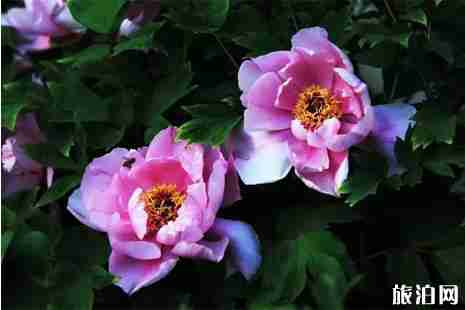 2019太原赏花时间地点攻略