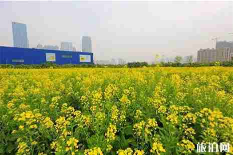 佛山南海赏花处有哪些 南海赏花地图 佛山南海赏花处有哪些 南海赏花地图