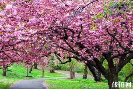 2019石家庄赏花攻略春季推荐
