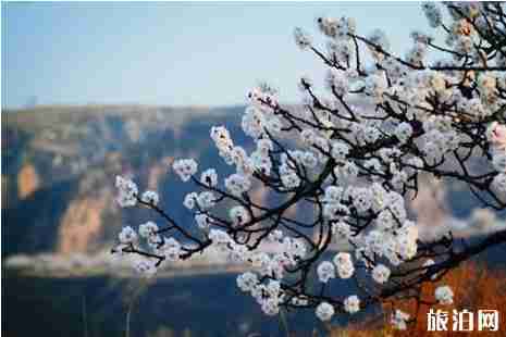 2019石家庄赏花攻略春季推荐