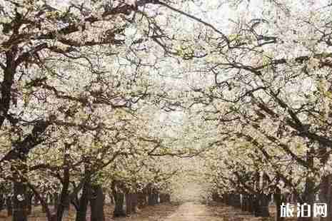 2019石家庄赏花攻略春季推荐