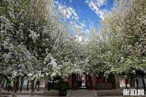 2019石家庄赏花攻略春季推荐