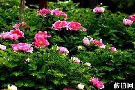 2019石家庄赏花攻略春季推荐